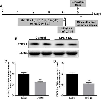 FGF21 Attenuated LPS-Induced Depressive-Like Behavior via Inhibiting the Inflammatory Pathway